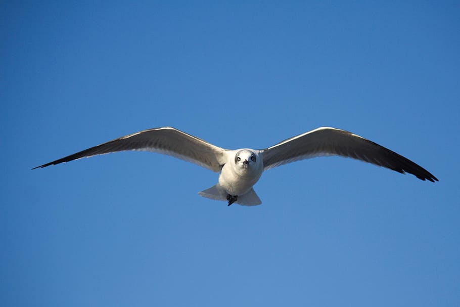 bird, nature, flight, wildlife, sky, seagulls, outdoors, dom HD wallpaper