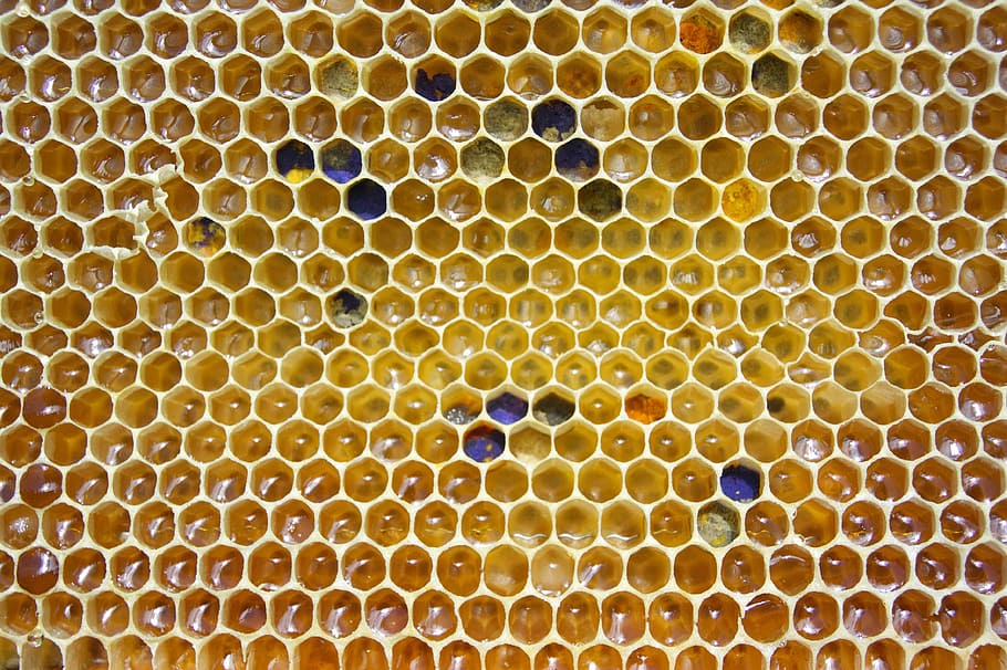 beehive, honey, comb, pollen, hexagon, honeycomb, cell, golden, HD wallpaper