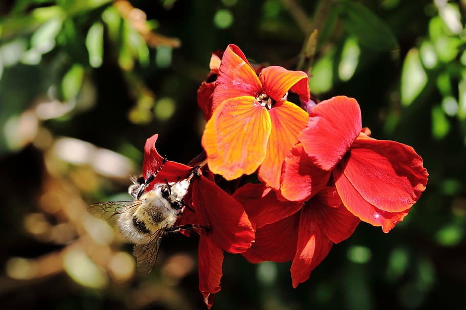 flower, bee, forage, insects, pollen, macro, nature, pollinator HD wallpaper