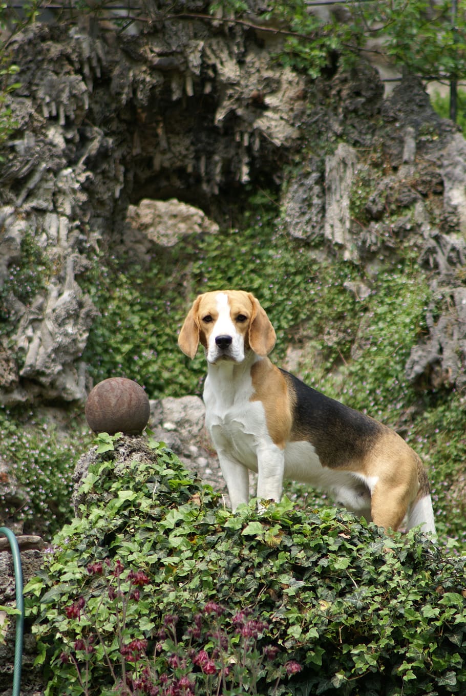 HD wallpaper: beagle, hunting dog, purebred dog, breeding male, one animal  | Wallpaper Flare