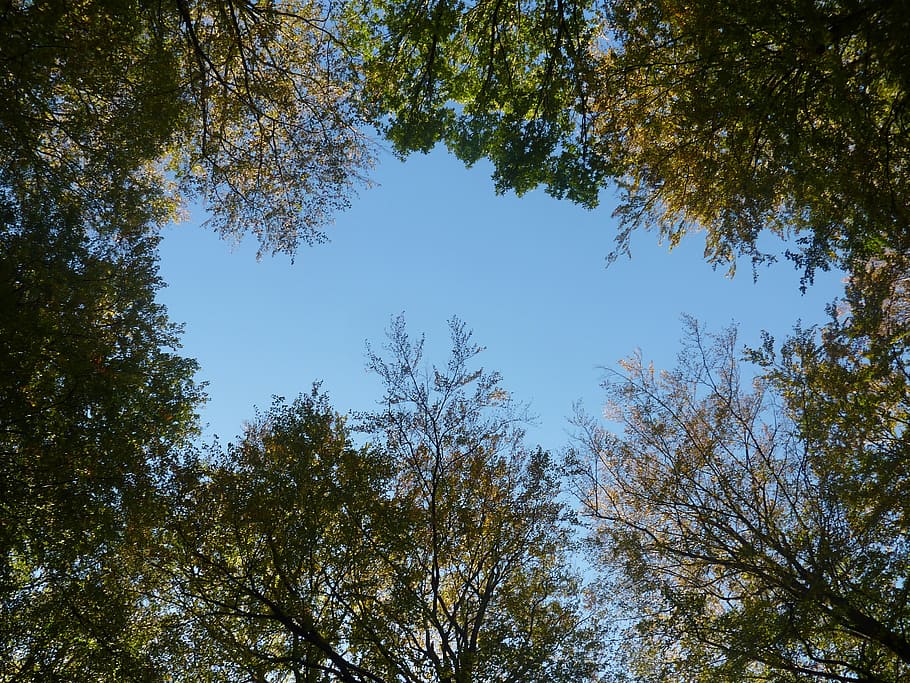 sky, blue, nature, trees, plant, growth, low angle view, beauty in nature HD wallpaper