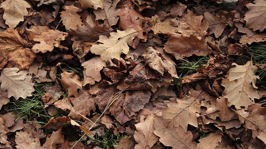 Texture, Grass, Ground, Leaves, Nature, backgrounds, full frame HD wallpaper