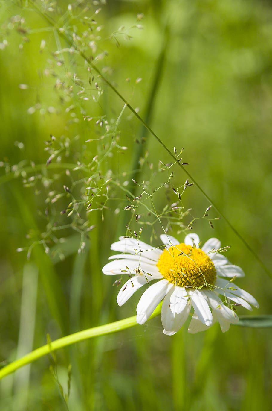 summer, daisy, flower, flowers, chamomile, white, white flowers HD wallpaper
