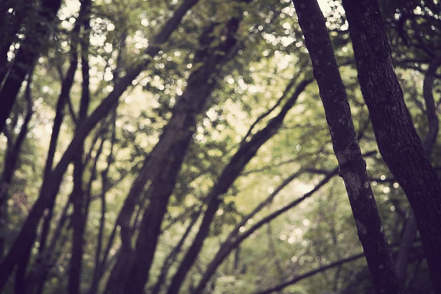 selective focus photography of tree, forest photo, angle, brown HD wallpaper