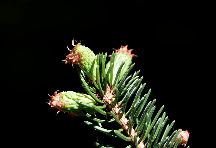 red and green plant, pine branch, spruce drive, needles, engine HD wallpaper