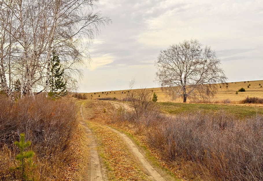 branches, nature, leaves, birches, trees, forest, road, rural Scene HD wallpaper