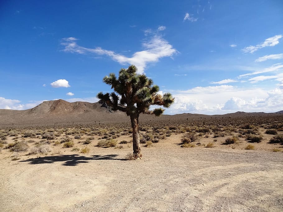joshua tree, desert, landscape, plant, scenics - nature, environment HD wallpaper
