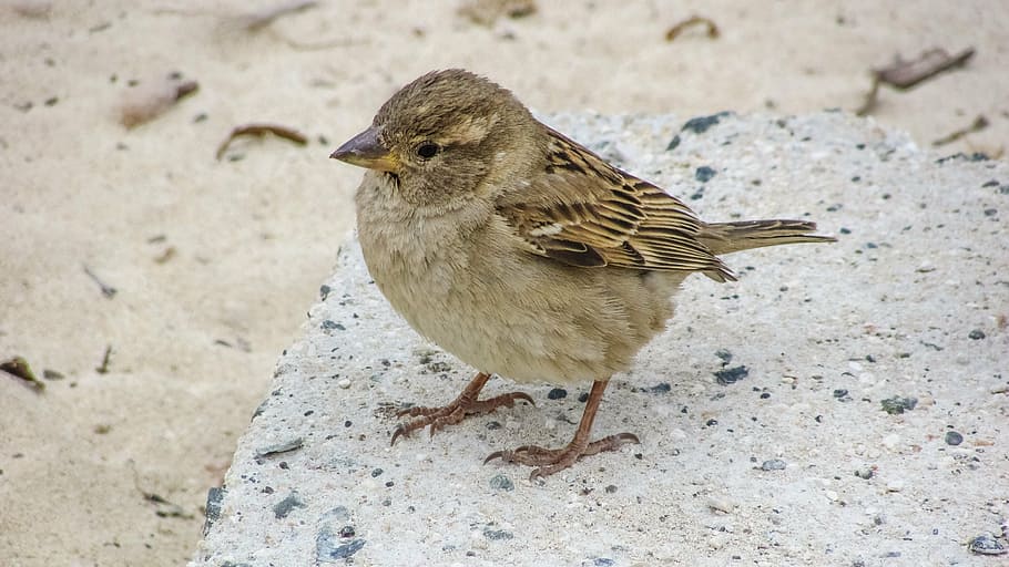 selective focus photography of brown sparrow, cute, looking HD wallpaper