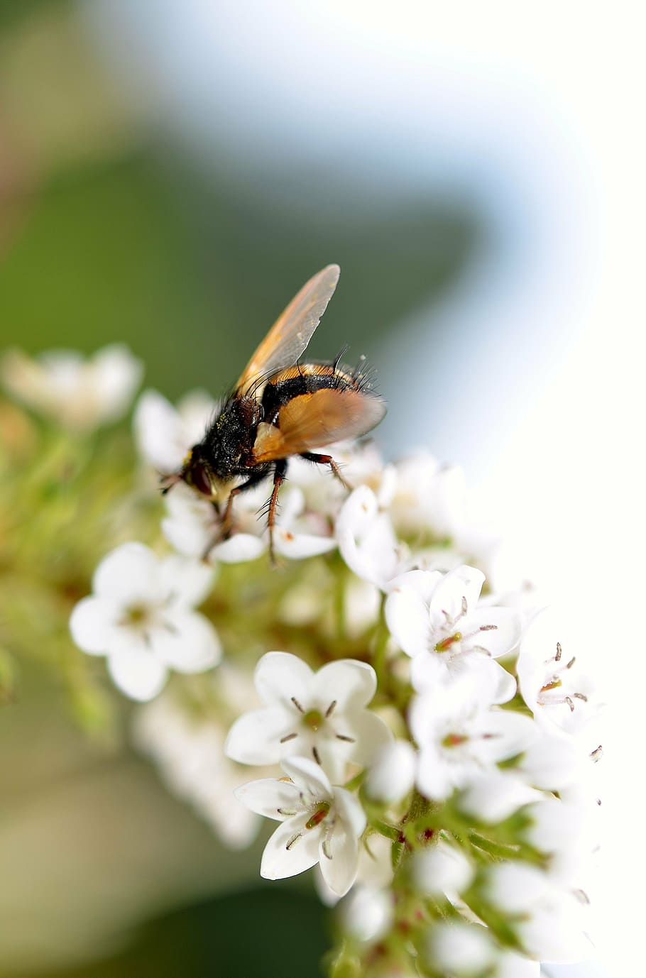 hover fly, insect, close, animal, nature, macro, summer, hoverfly HD wallpaper