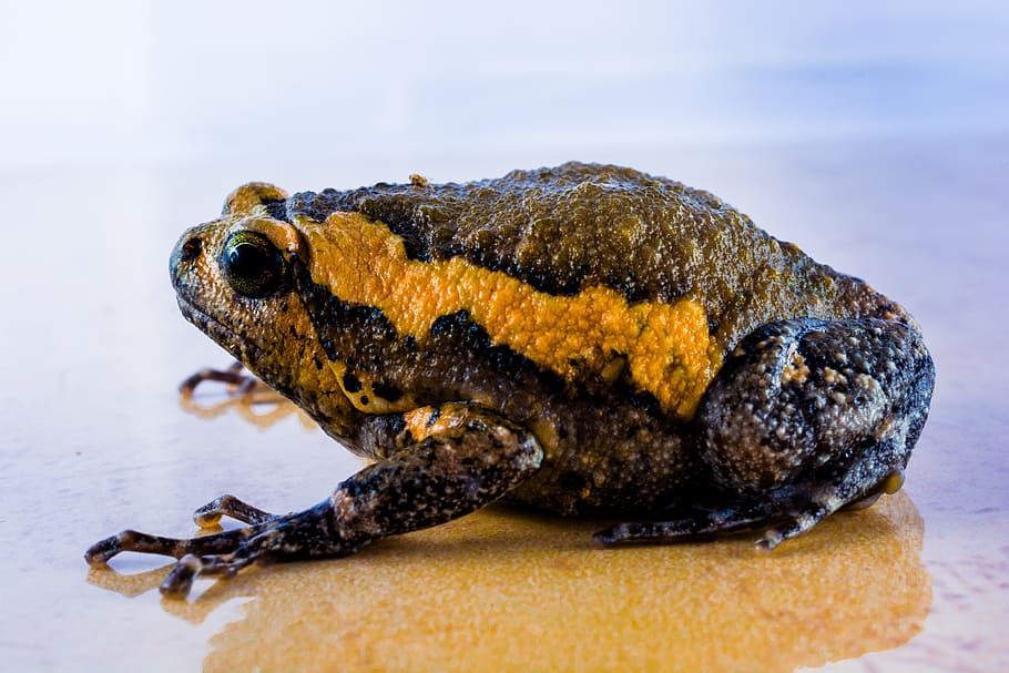 toad, anuran, frog, amphibians, animal, animal themes, one animal HD wallpaper