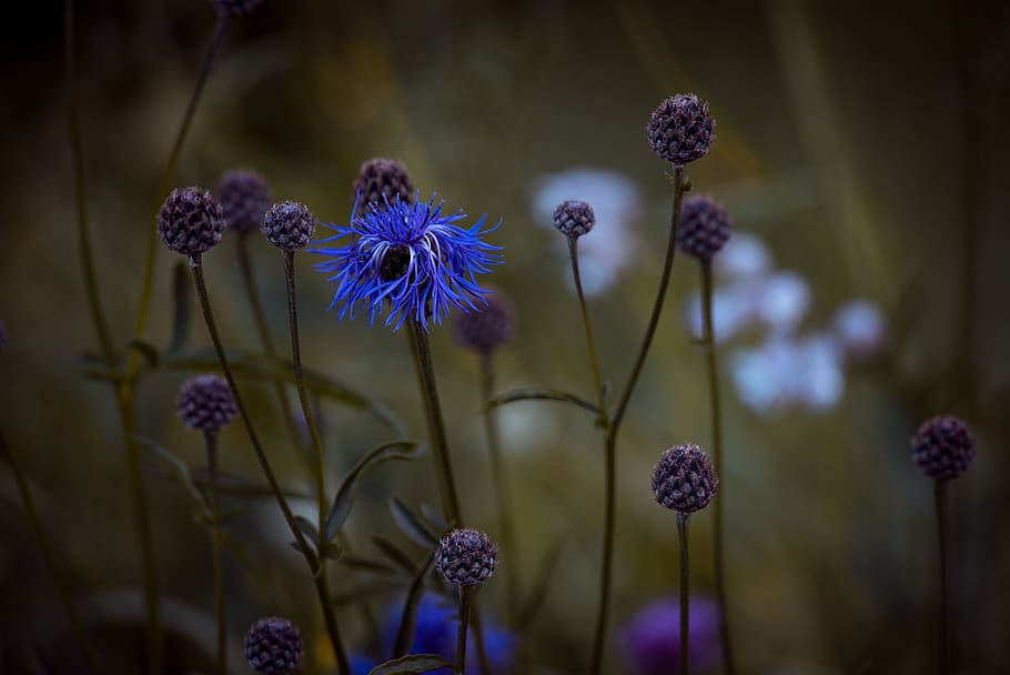 bluets, wigs malvaceae, plant, flower, pointed flower, meadow, HD wallpaper