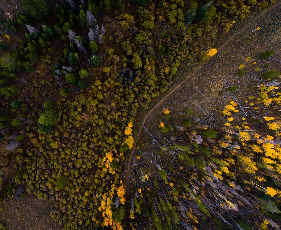bird's eyeview of forest, aerial photography of yellow and green forest at daytime HD wallpaper