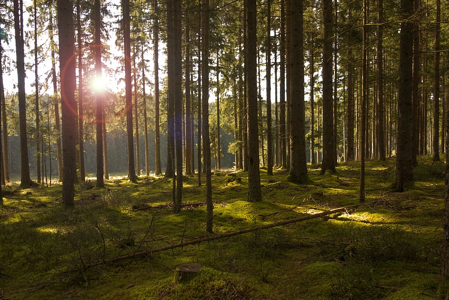 brown trees during daytime, forest, light, sun, sunbeam, nature HD wallpaper