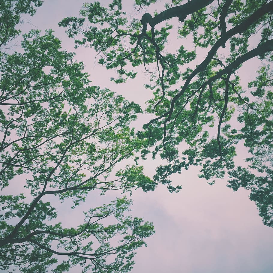 branches, environment, leaves, nature, outdoors, sky, tree HD wallpaper