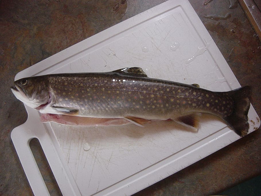 gray bass fish on cutting board, Trout, Fish, Food, Seafood, Fresh, HD wallpaper