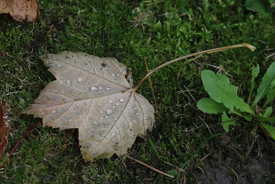 leaf, maple leaves, dead leaf, autumn leaf, sheet wet, plant part HD wallpaper
