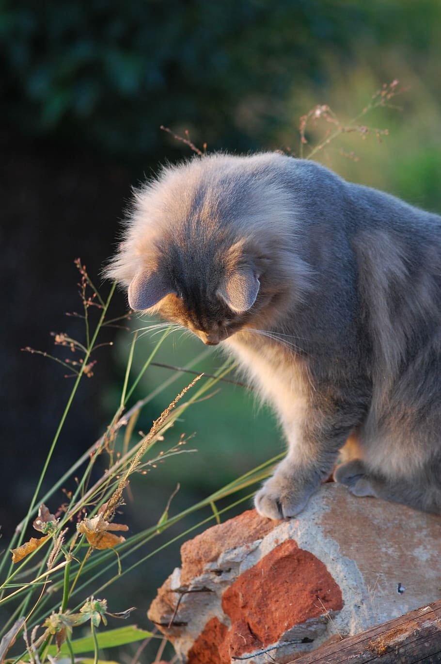 short-fur kitten sitting on brown surface, Cat, Feline, grey HD wallpaper
