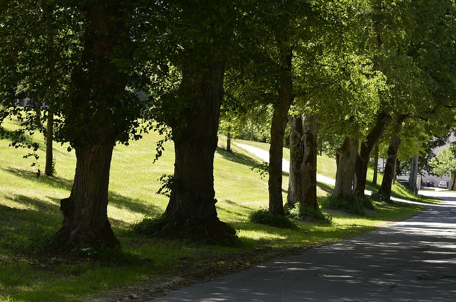 avenue, trees-old trees, oak, away, nature, landscape, hiking HD wallpaper