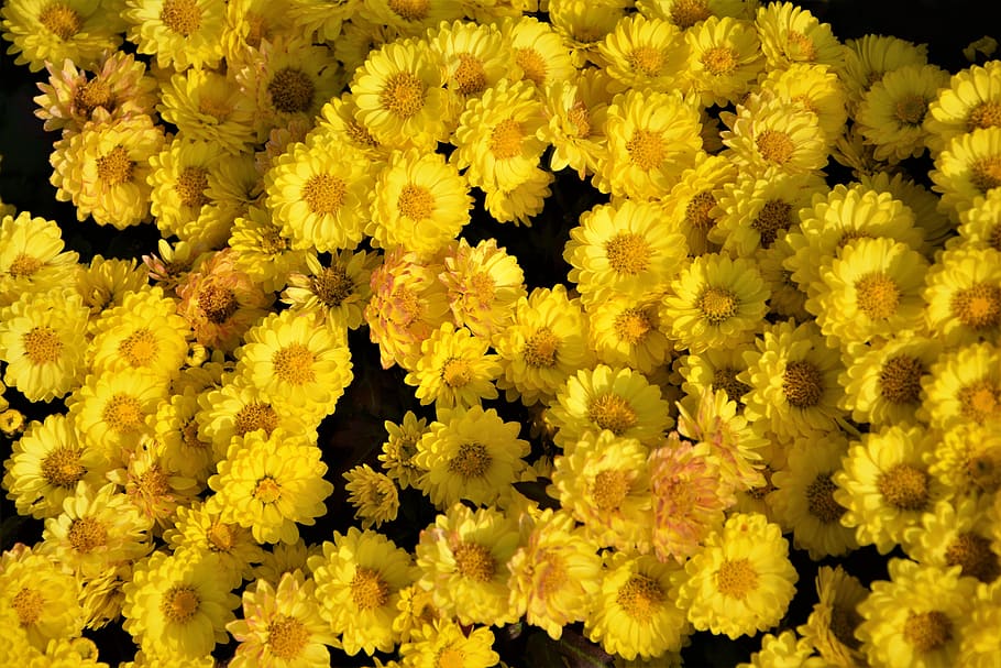 close-up photo of yellow petaled flowers, chichewa live, vivid color, HD wallpaper