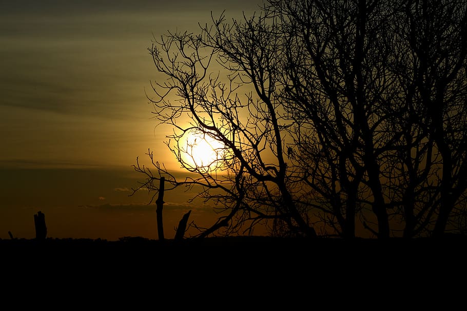 sol, sunset, against light, tree, twigs, silhouette, sky, scenics - nature HD wallpaper