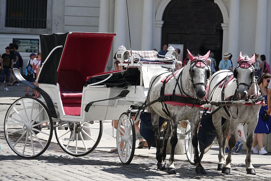 vienna, fiaker, coach, transportation, mode of transportation HD wallpaper