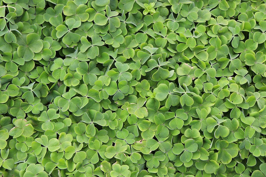 klee, nature, green, background, structure, green color, full frame HD wallpaper