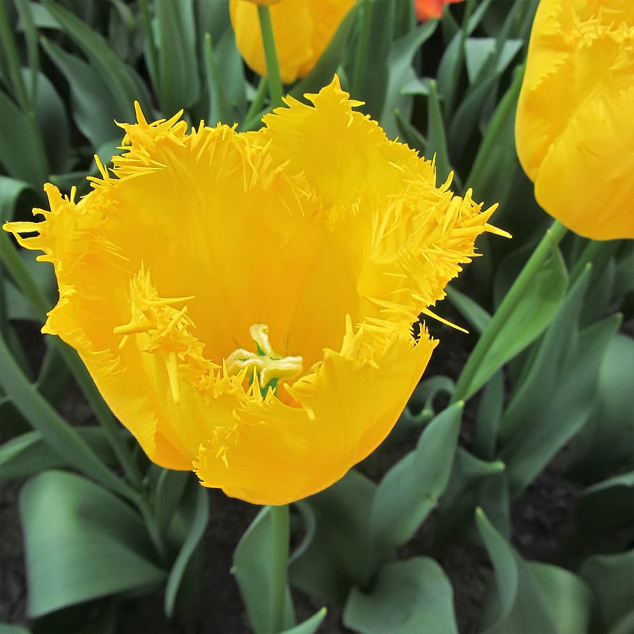 tulip, tulips, yellow, spring, pestle, netherlands, flowering plant HD wallpaper
