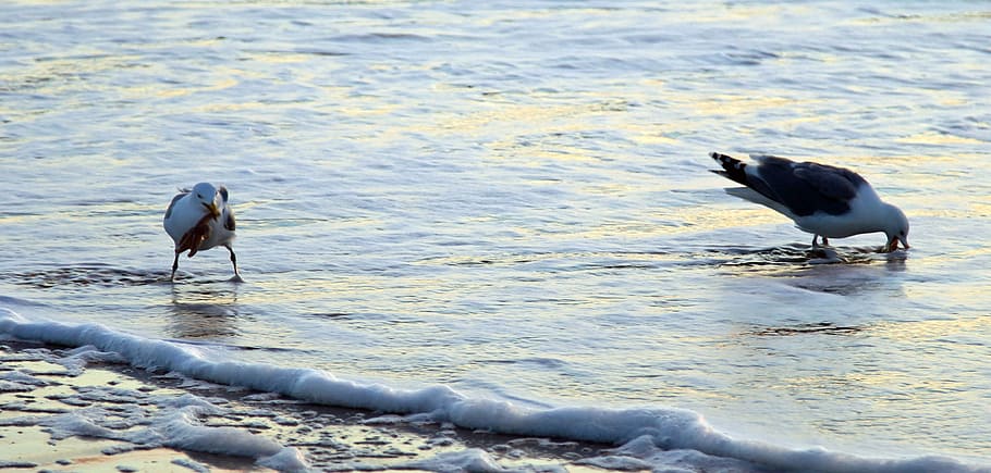seagull, eat, water, starfish, nature, animal themes, bird HD wallpaper
