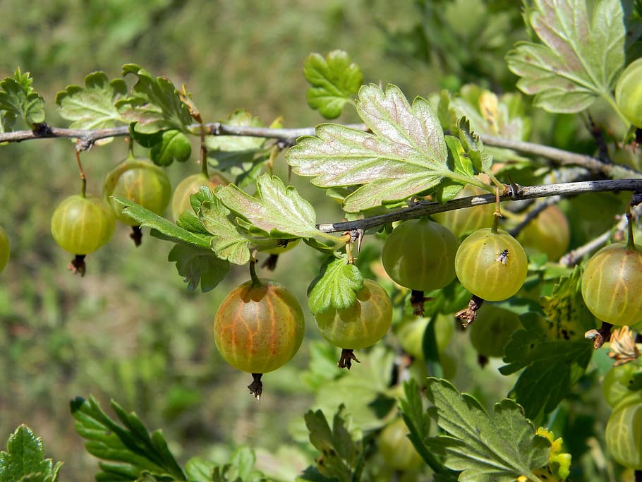 Delicious and Nutritious Ways to Incorporate Indian Gooseberry into Your  Diet | by mamlideh | Medium