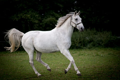 white running horse on field during daytime, closeup, photo HD wallpaper