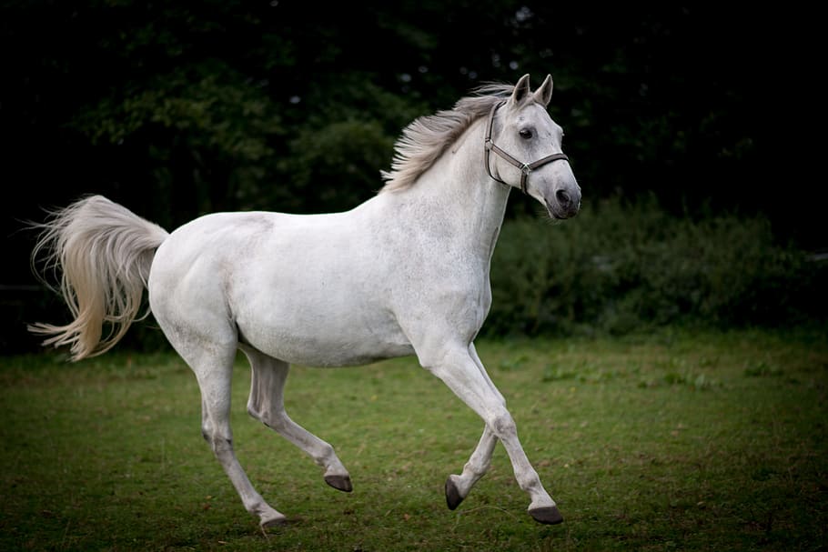 white running horse on field during daytime, closeup, photo HD wallpaper