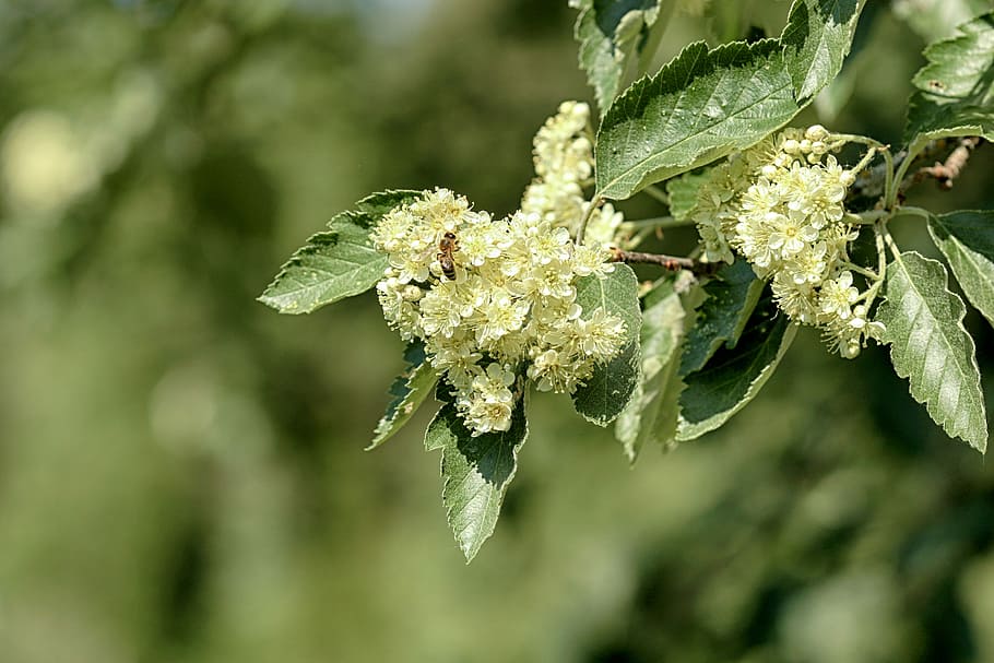 tree, nature, wood, leaf, flower, bug, spring, plant, growth HD wallpaper