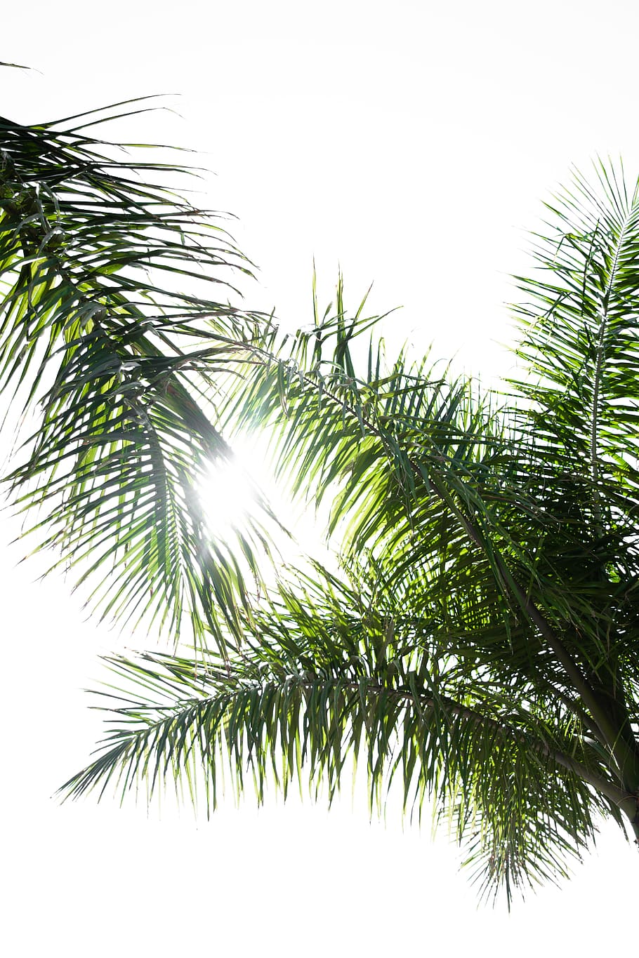 green palm tree, two coconut trees, leaf, sun, nature, branch HD wallpaper