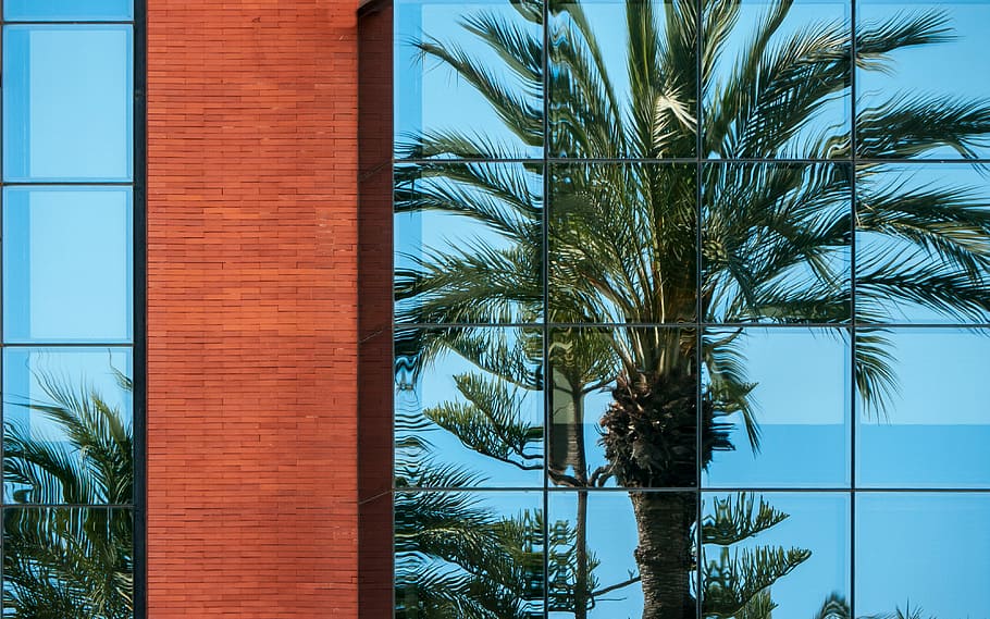 green and brown tree near building and bodies of water under blue sky at daytime, green pine tree near curtain wall building HD wallpaper