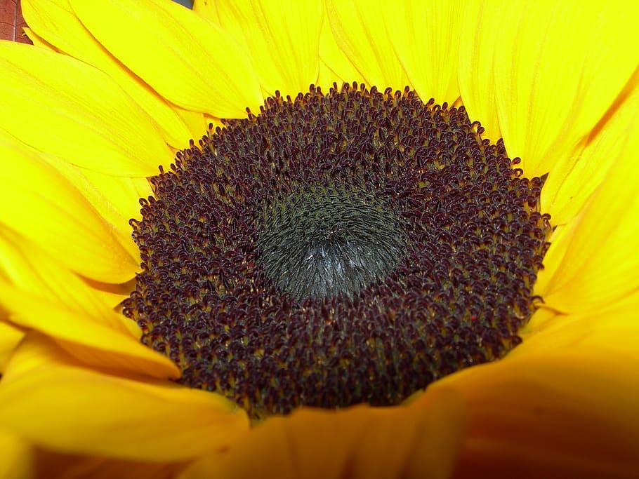 sunflower, yellow, closeup, flowering plant, fragility, vulnerability HD wallpaper