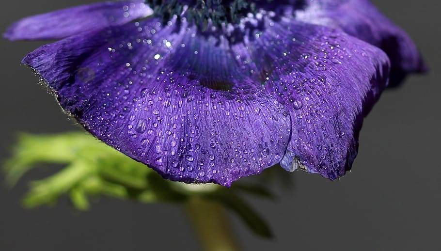 closeup photo of purple petaled flower, blue, drops, water HD wallpaper