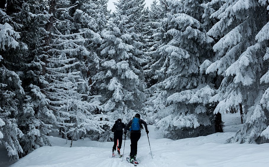 two people skiing on snow near pinetrees, two persons ice skiing near to forest covered by snow HD wallpaper