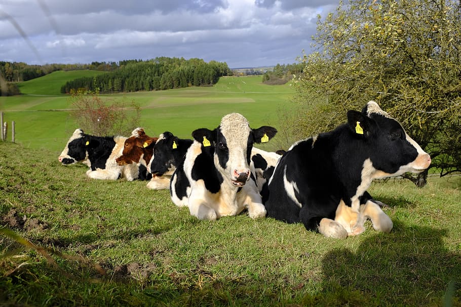 cows, cattle, flock, animals, pasture, nature, meadow, agriculture HD wallpaper