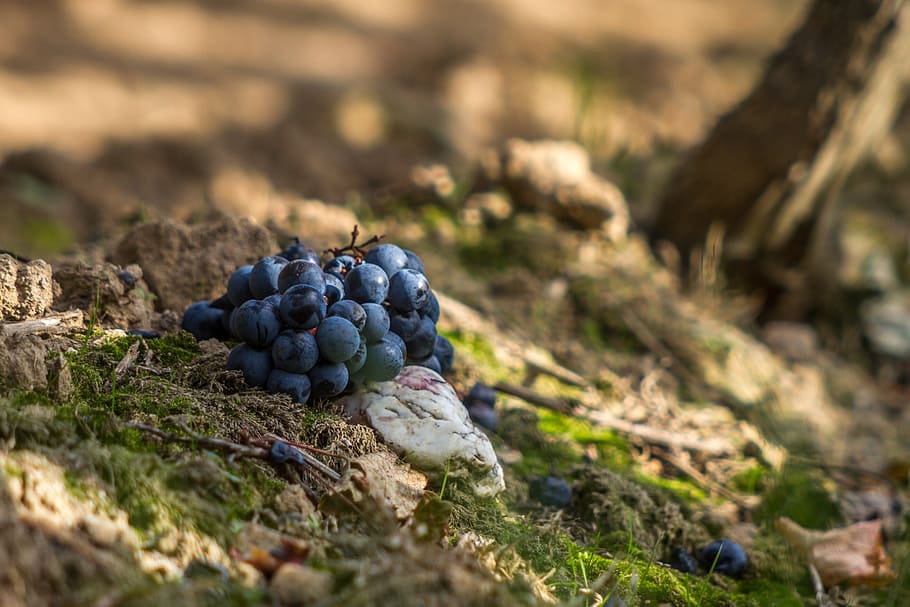 grapes, red, blue, wine, winegrowing, grapevine, blue grapes HD wallpaper