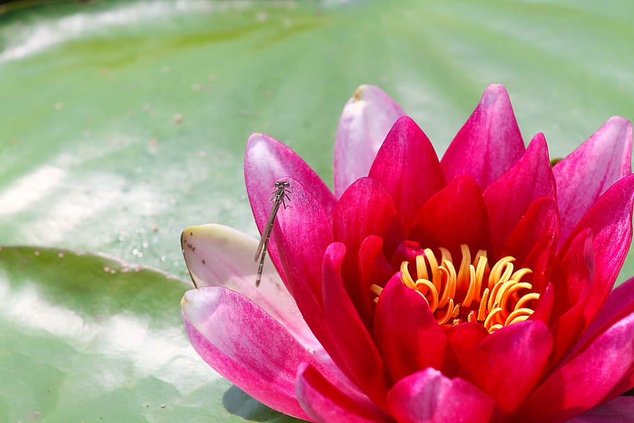 Lotus Flower, Dragonfly, Water, Pond, aquatic plants, nature, HD wallpaper