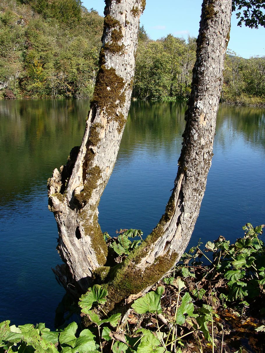 tree, trunk, lake, nature, water, outdoor, forest, wood, landscape HD wallpaper