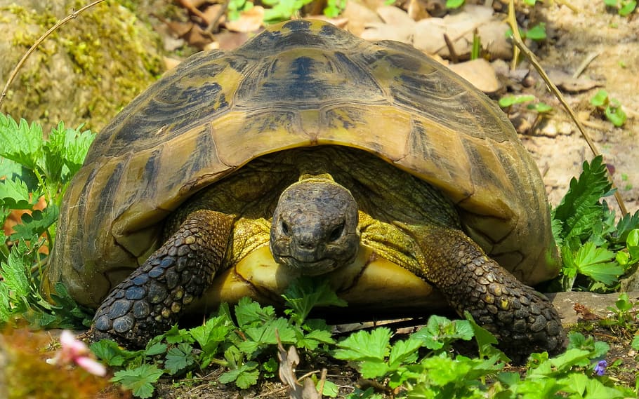 brown turtle beside green leafed plant, animals, nature, reptile HD wallpaper