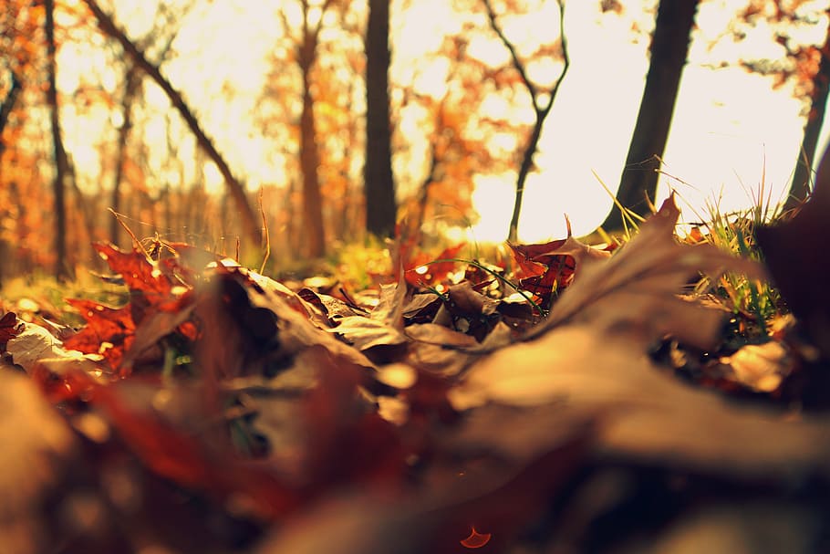close-up photograph of autumn leaves, fall, cold, fall leaves, HD wallpaper