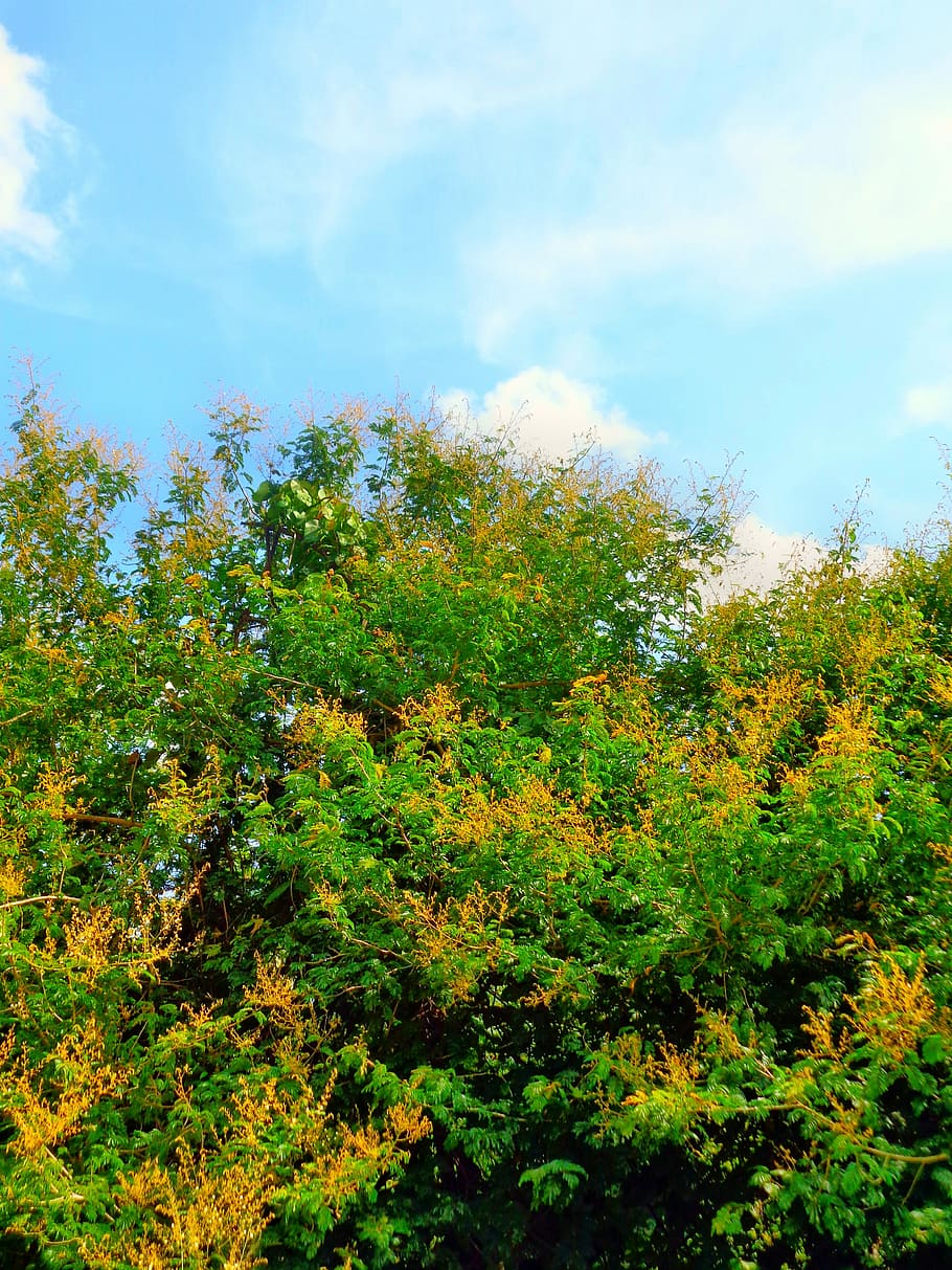 Trees, Plant, Nature, Summer, green, season, natural, environment HD wallpaper