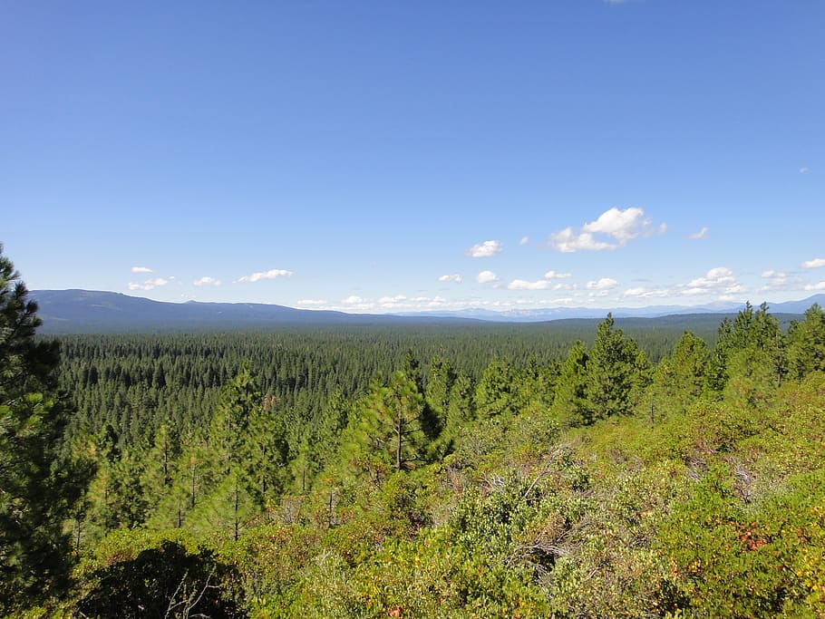 shasta, bear, blue sky, scenics - nature, plant, tranquility HD wallpaper