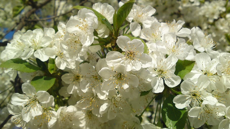 spring, flowers, taganrog, flowering plant, beauty in nature HD wallpaper