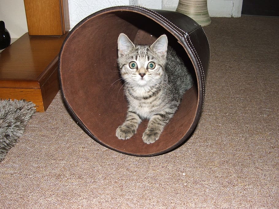 photo of gray tabby cat inside of garbage can, kitten, young HD wallpaper
