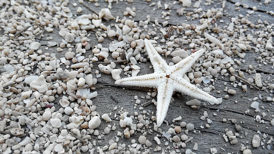 white star fish, sand, beach, macro, starfish, sea, nature HD wallpaper