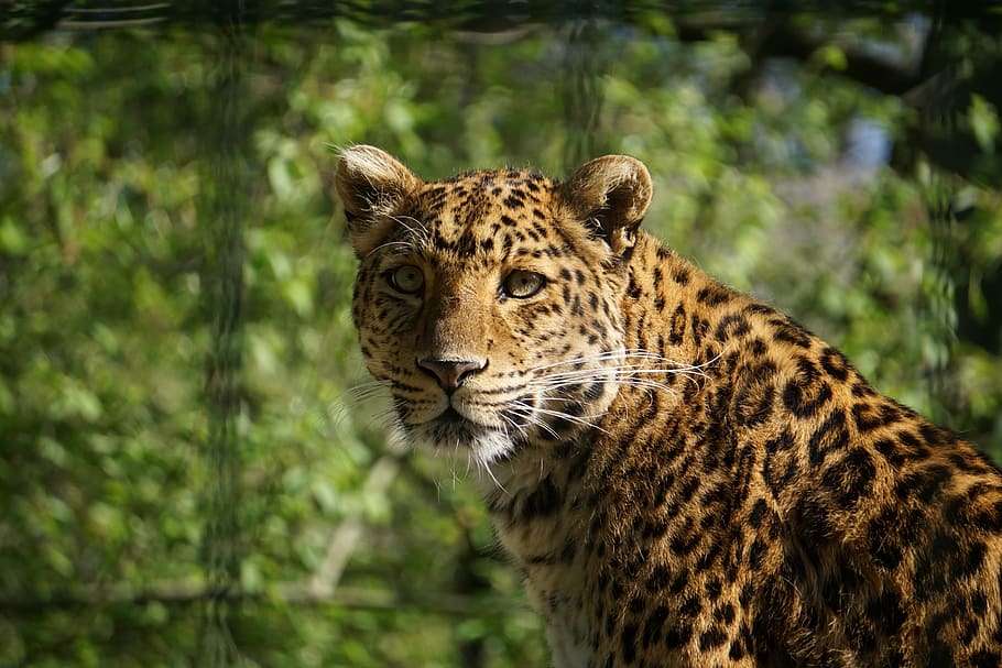 leopard, dangerous, predator, wildcat, big cat, nature, animal world HD wallpaper