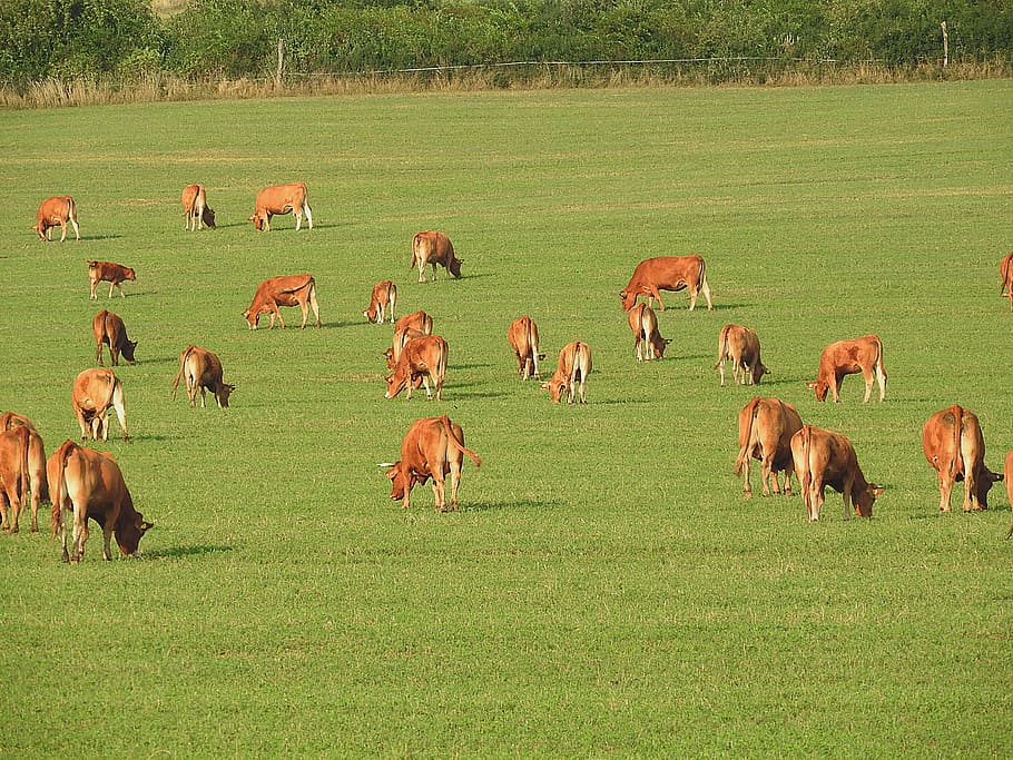 Cows, Pasture, Graze, Cattle, large group of animals, field HD wallpaper